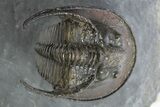 Detailed Scotoharpes Trilobite - Boudib, Morocco #310624-2